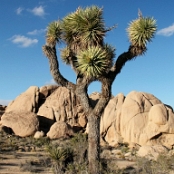 Joshua Tree NP 13